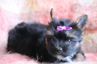 Miniature traditional Yorkie girl