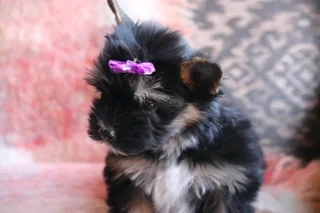 Miniature traditional Yorkie girl