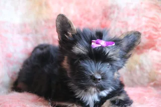 Miniature traditional Yorkie girl
