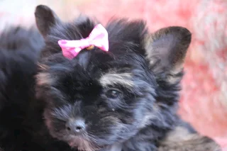 Miniature traditional yorkshire girl