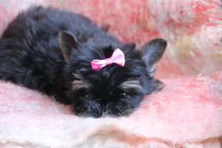 Miniature traditional yorkshire girl