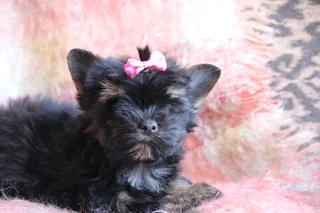 Miniature traditional yorkshire girl