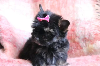 Miniature traditional yorkshire girl