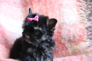 Miniature traditional yorkshire girl