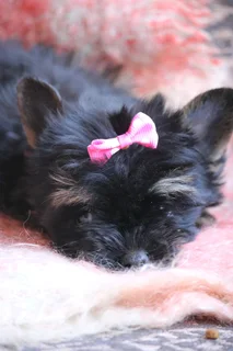Miniature traditional yorkshire girl