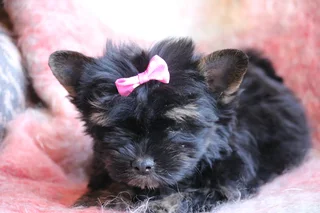 Miniature traditional yorkshire girl