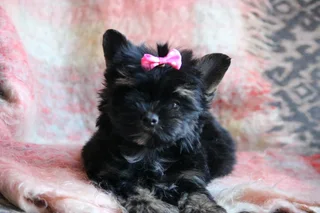 Miniature traditional yorkshire girl