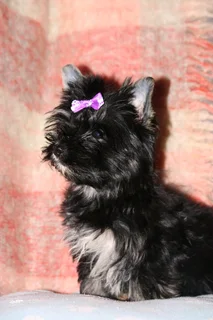 Miniature traditional yorkshire girl