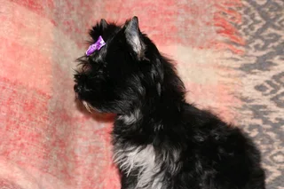 Miniature traditional yorkshire girl