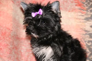 Miniature traditional yorkshire girl