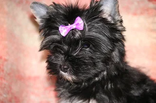 Miniature traditional yorkshire girl