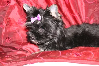 Miniature traditional yorkshire girl