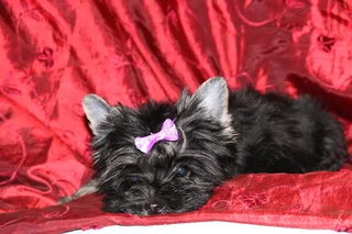 Miniature traditional yorkshire girl