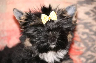 Miniature traditional yorkshire girl