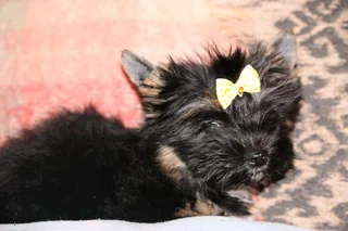 Miniature traditional yorkshire girl
