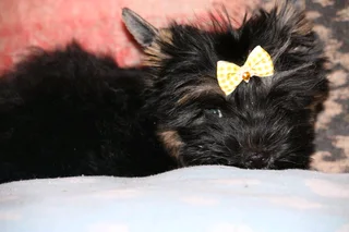 Miniature traditional yorkshire girl