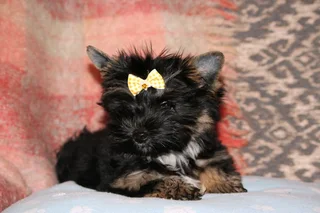 Miniature traditional yorkshire girl