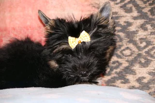 Miniature traditional yorkshire girl