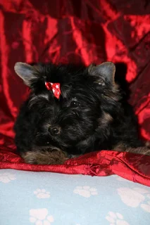 Miniature traditional yorkshire girl