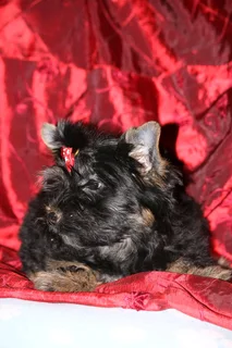 Miniature traditional yorkshire girl