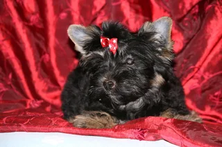 Miniature traditional yorkshire girl