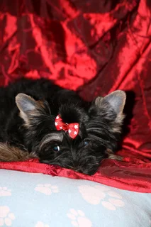 Miniature traditional yorkshire girl