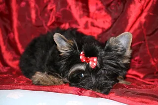 Miniature traditional yorkshire girl