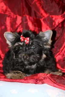 Miniature traditional yorkshire girl