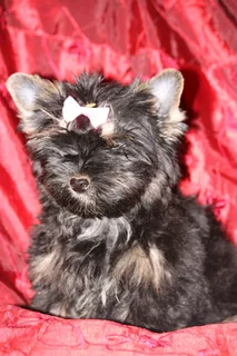 Miniature traditional yorkshire girl