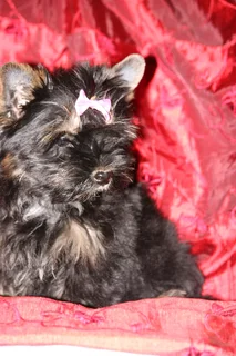 Miniature traditional yorkshire girl