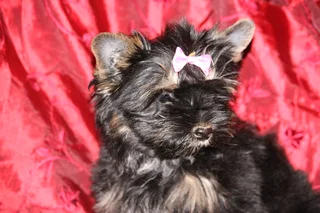 Miniature traditional yorkshire girl