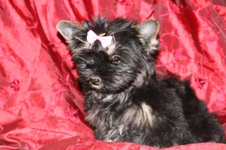 Miniature traditional yorkshire girl