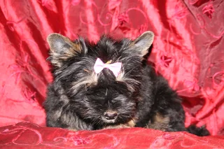 Miniature traditional yorkshire girl