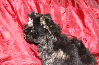 Miniature traditional yorkshire girl