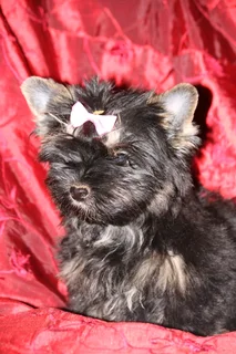 Miniature traditional yorkshire girl