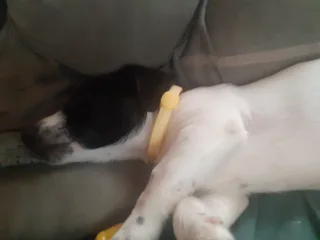 Dog - Ad posted by Julian Elliott