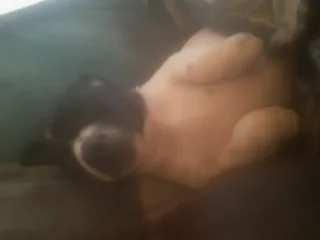 Dog - Ad posted by Julian Elliott