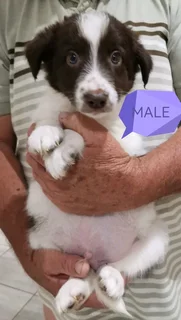 Brown and White Pure Bred Border Collies