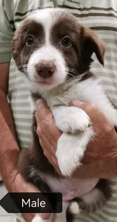 Brown and White Pure Bred Border Collies