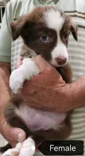 Brown and White Pure Bred Border Collies