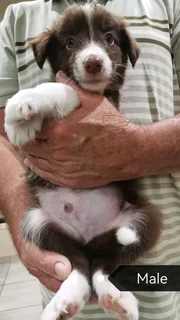 Brown and White Pure Bred Border Collies