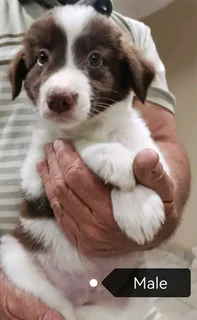 Brown and White Pure Bred Border Collies