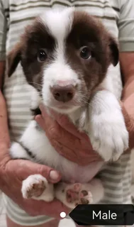 Brown and White Pure Bred Border Collies