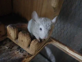 Chinchillas - Ad posted by Jacobus Christiaan Nieuwoudt