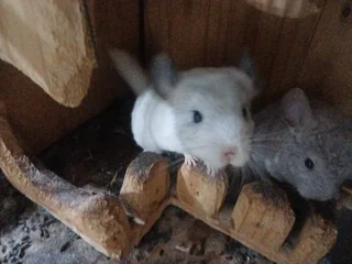 Chinchillas - Ad posted by Jacobus Christiaan Nieuwoudt