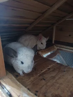 Chinchillas - Ad posted by Jacobus Christiaan Nieuwoudt