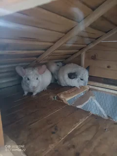 Breeding pair chinchillas with wooden cage