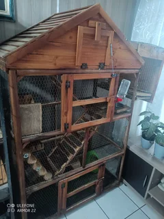 Breeding pair chinchillas with wooden cage