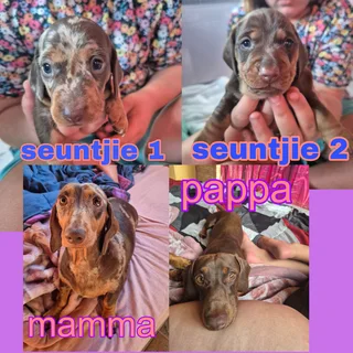 Standard Dapple Dachshunds