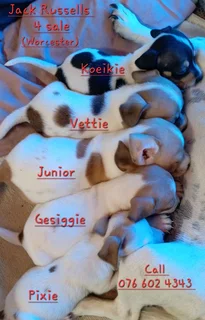 Jack Russell puppies R2500/R2000